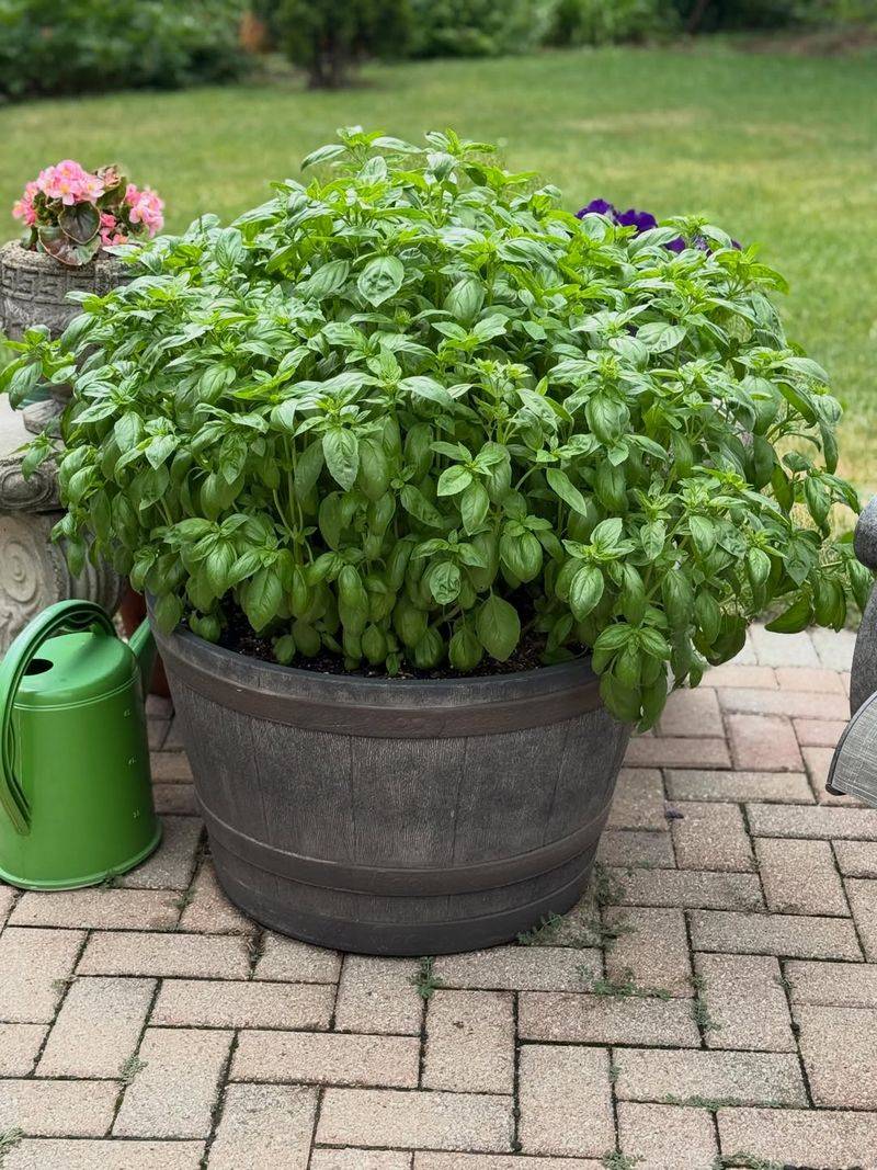 Basil Adds Strong Fragrance Close To Outdoor Seating Basil Adds Strong Fragrance Close To Outdoor Seating
