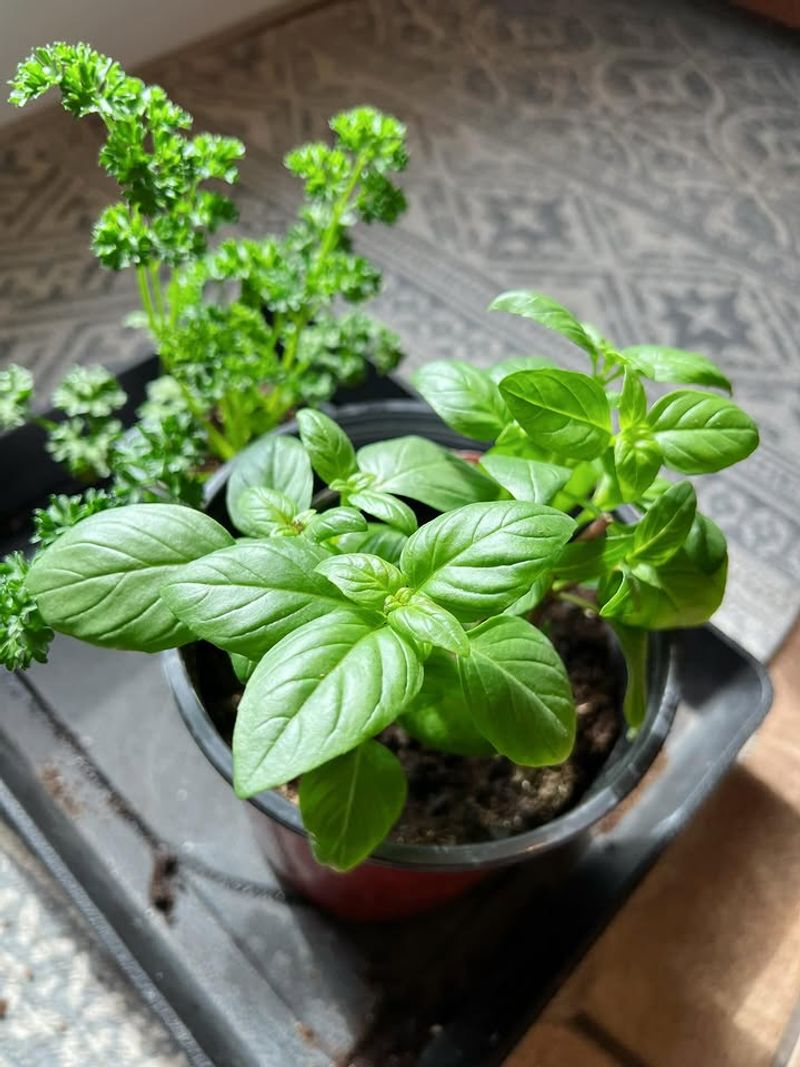 Basil And Parsley Thrive On Consistent Moisture