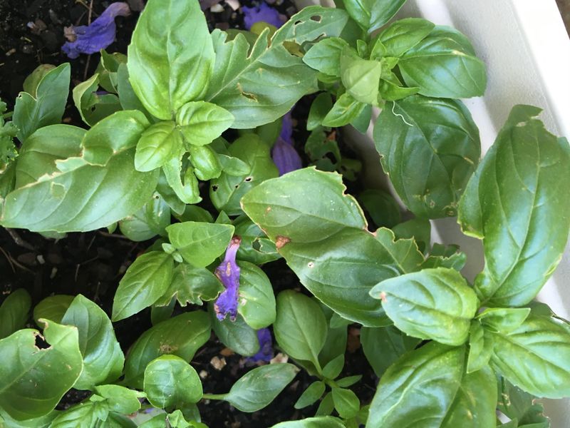 Basil Finally Takes Off In Early Summer Basil Finally Takes Off In Early Summer