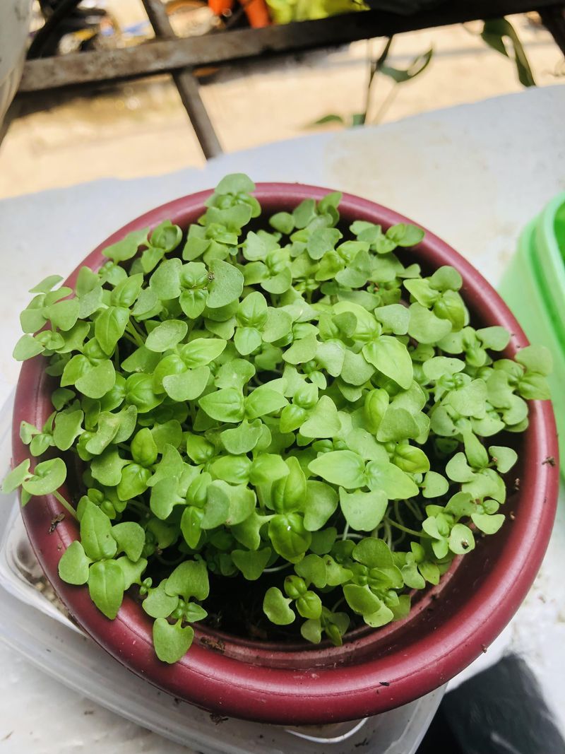 Basil Grows Quick In Containers