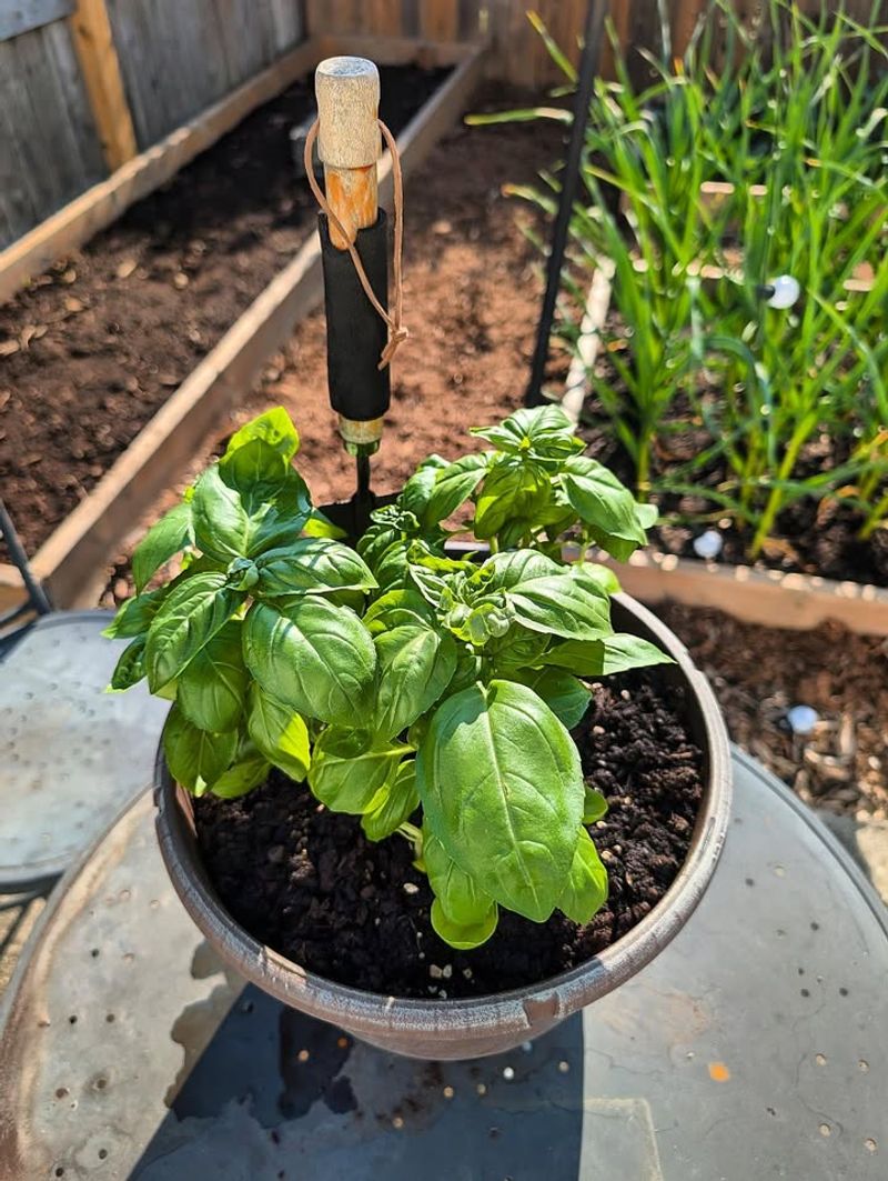Basil Keeps Producing With Regular Harvesting Basil Keeps Producing With Regular Harvesting