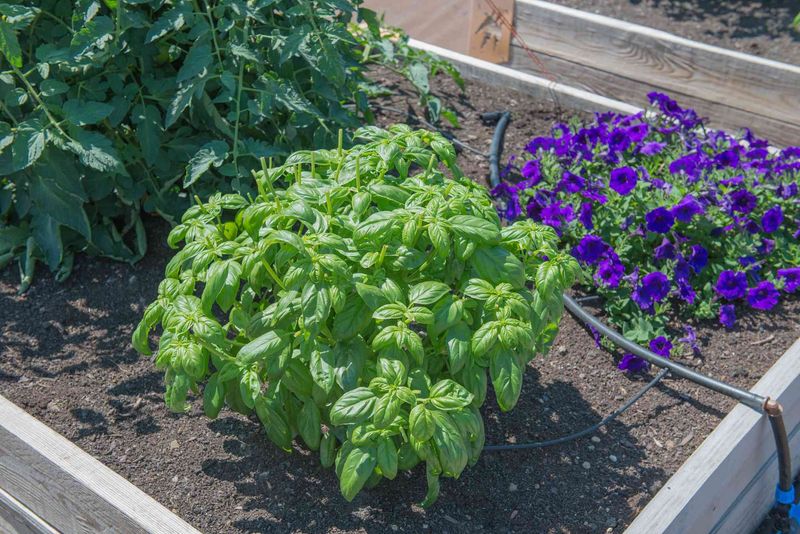 Basil Loves Warm June Soil