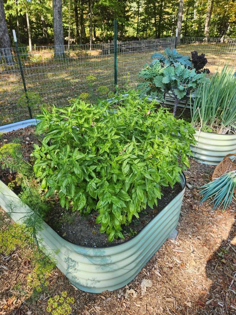 Basil Loves Warm Raised Beds