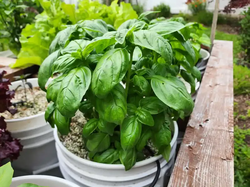 Basil Produces Well In Large Containers Basil Produces Well In Large Containers