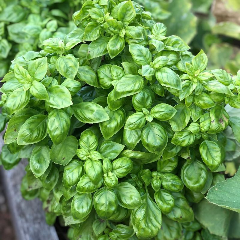 Basil Races Up Leaves For Cutting In Warm Soil Now Basil Races Up Leaves For Cutting In Warm Soil Now
