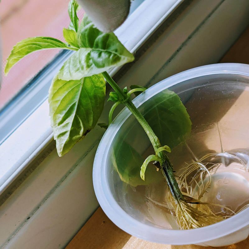 Basil Roots Into More Fresh Herbs Basil Roots Into More Fresh Herbs