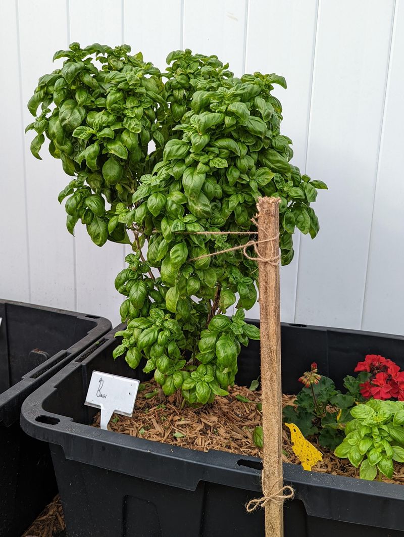 Basil Stays Productive With Consistent Summer Water