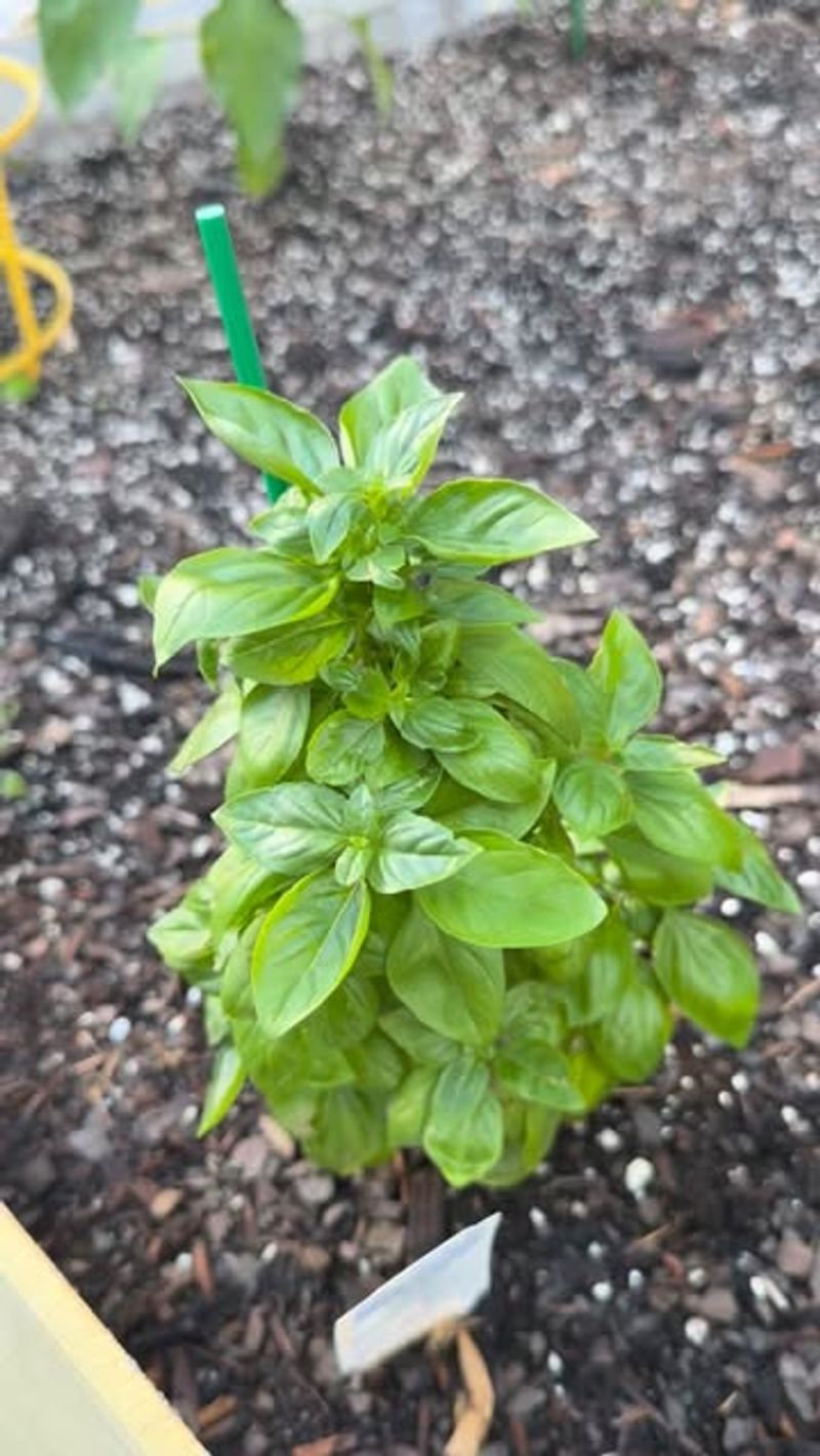 Basil 