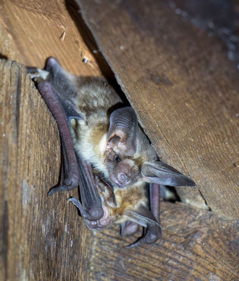 Bats Are Nighttime Insect Hunters Bats Are Nighttime Insect Hunters