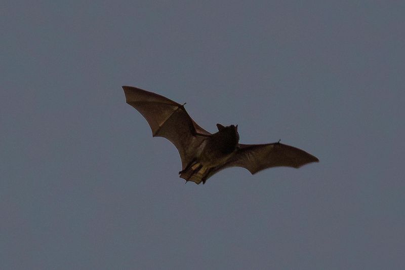 Bats At Dusk Are Responding To One Of Nature's Most Reliable Cues