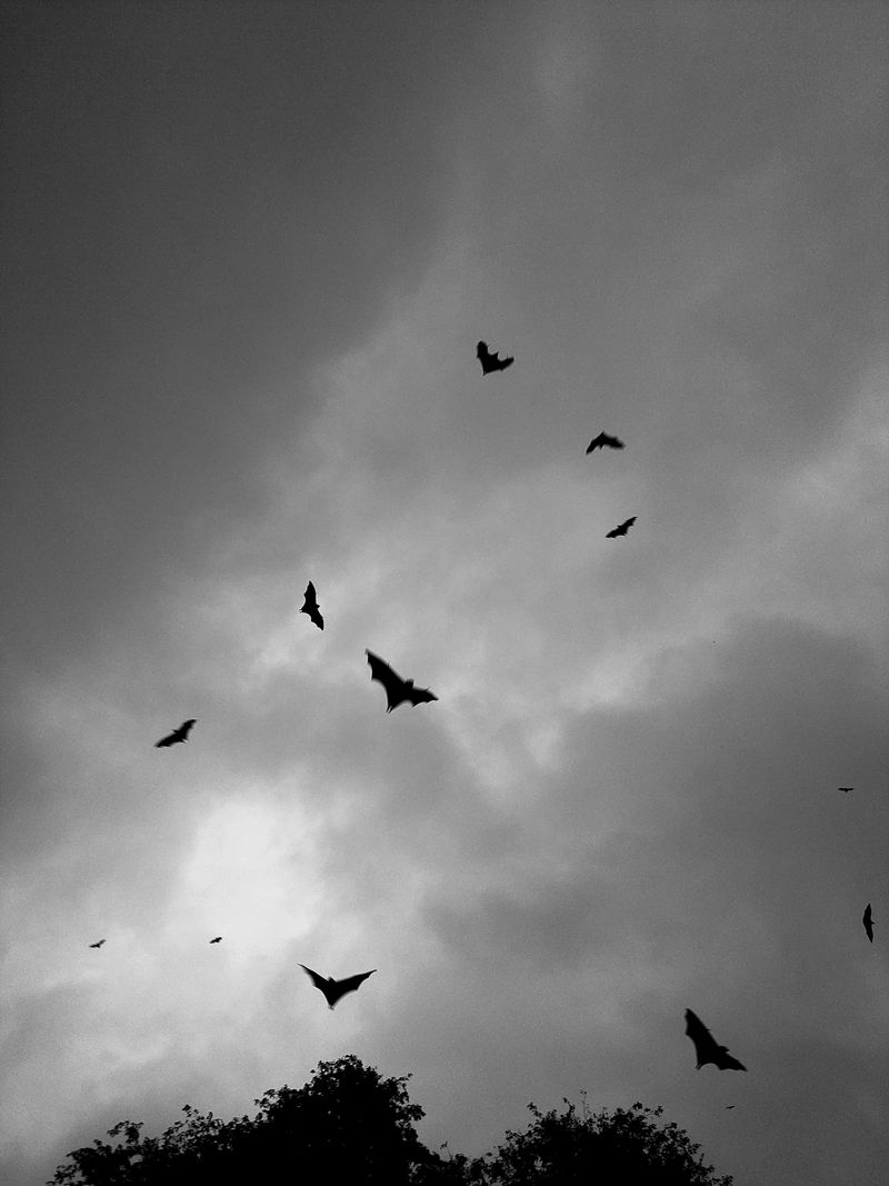 Bats Follow The Same Flight Paths Night After Night For Good Reason