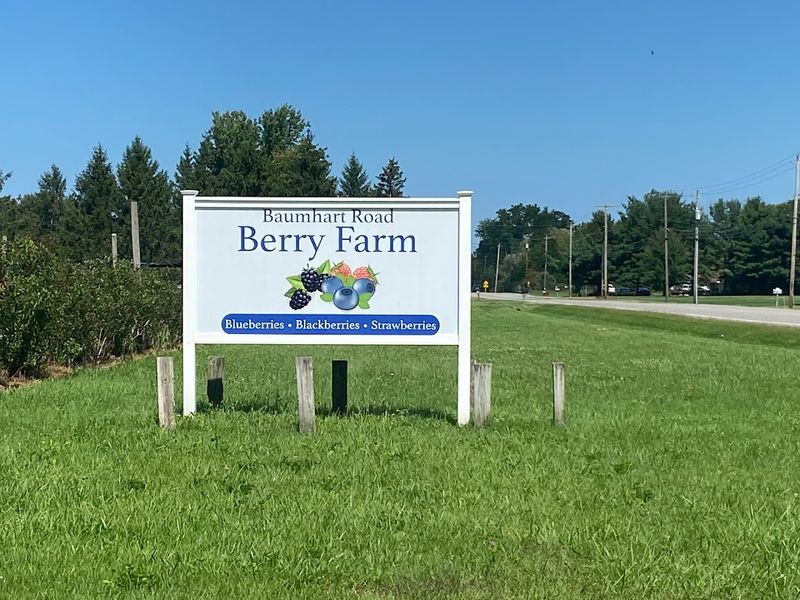 Baumhart Berry Farm Opens June With Strawberries In Vermilion