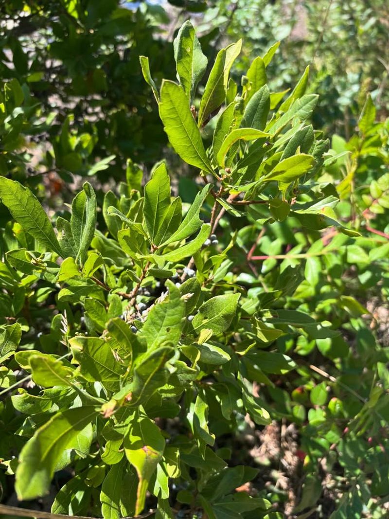 Bayberry Bayberry