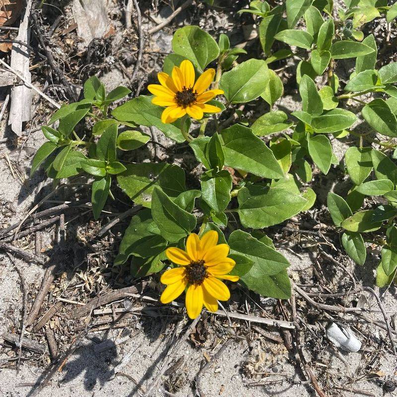 Beach Sunflower Covers Hot Edges