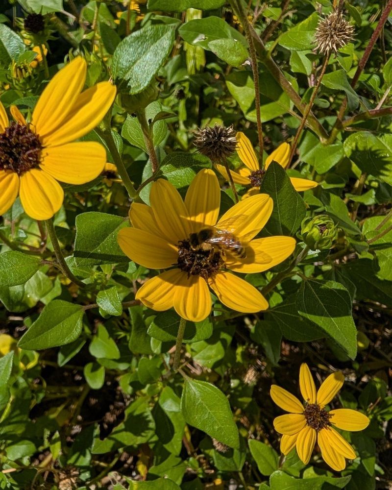Beach Sunflower Prefers Sandy Soil Beach Sunflower Prefers Sandy Soil