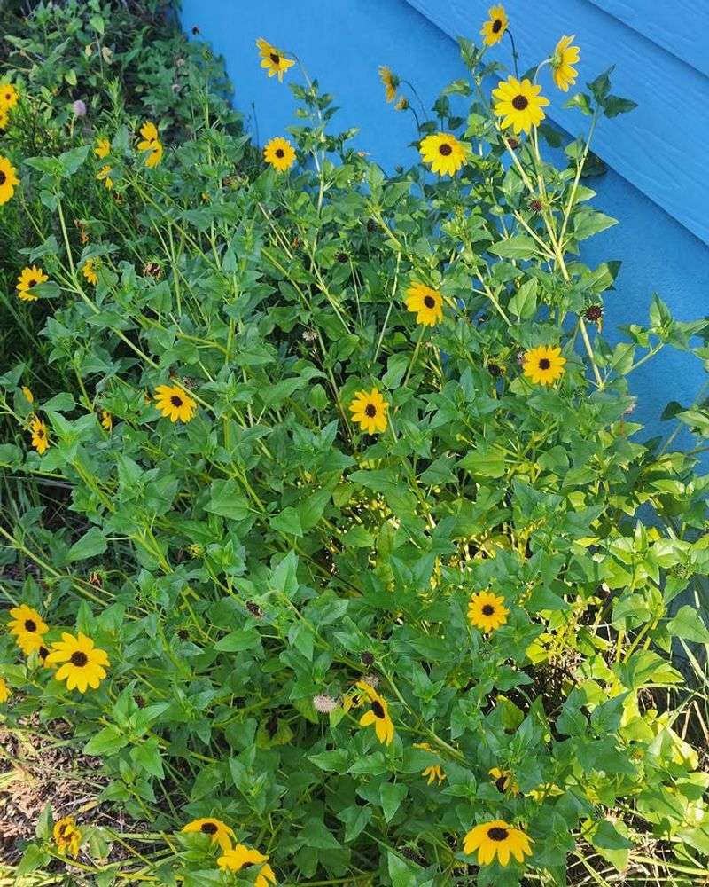 Beach Sunflower 