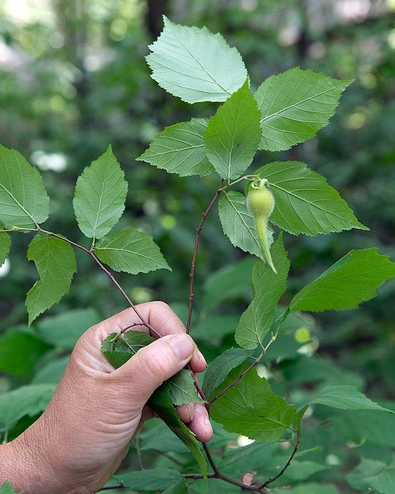 Beaked Hazelnut Gives Hedges A Soft Woodland Look