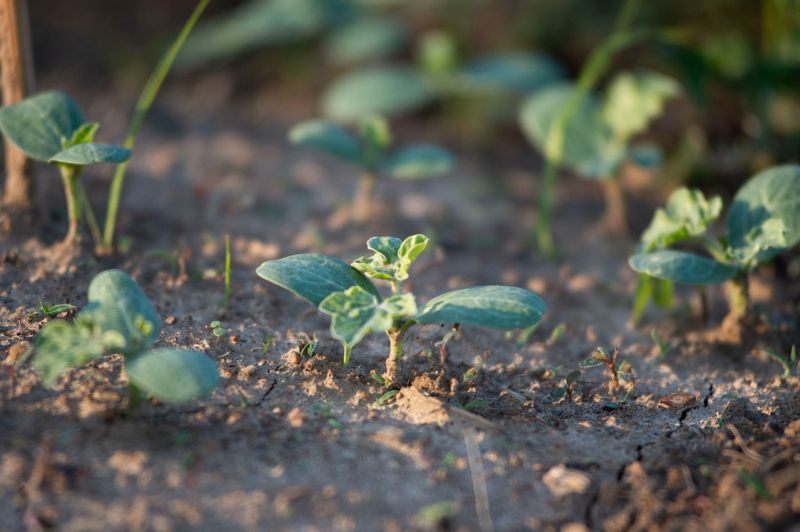 Beans And Squash Establish Roots Best In This Final Cool Stretch