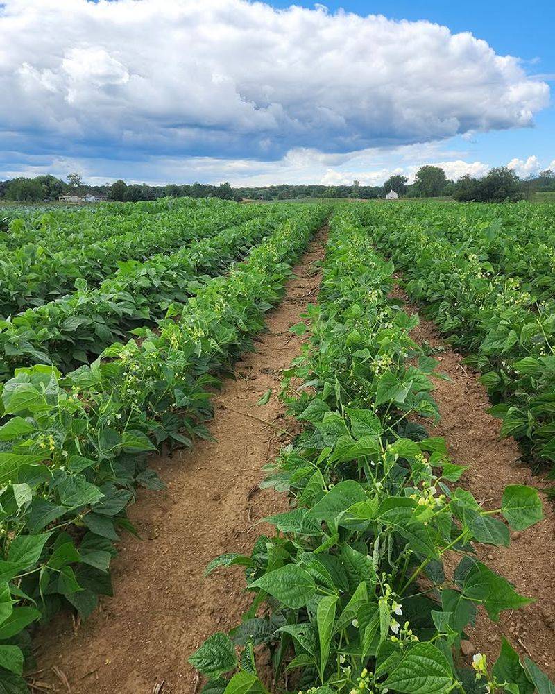 Beans Need Loose Soil Around Their Roots Beans Need Loose Soil Around Their Roots