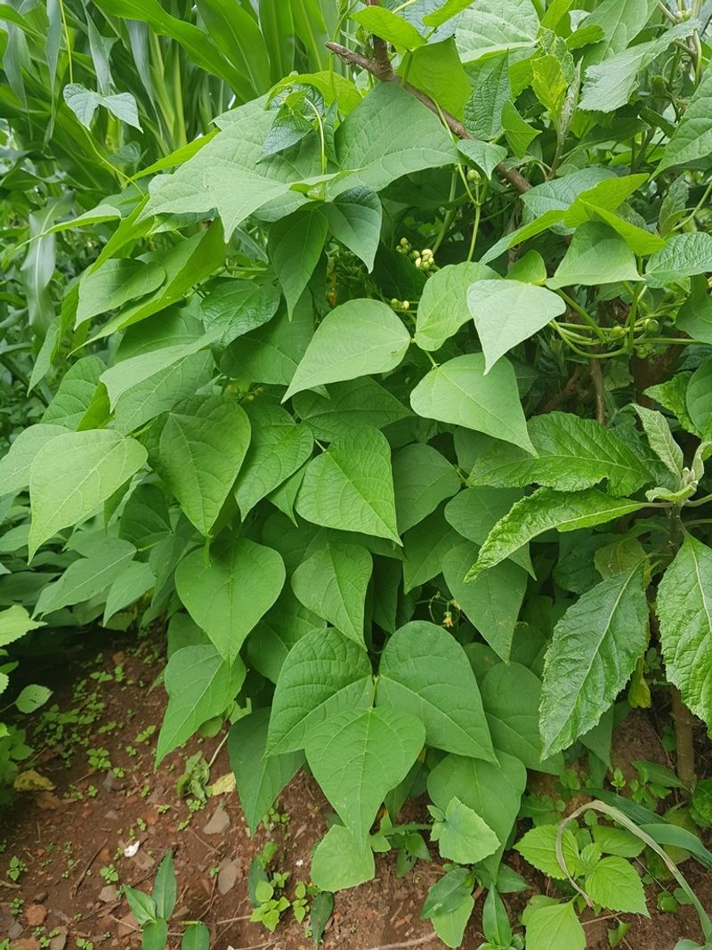 Beans