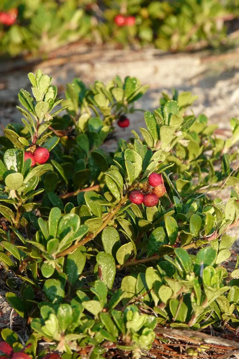 Bearberry Covers Dry Sandy Edges Low To The Ground Bearberry Covers Dry Sandy Edges Low To The Ground