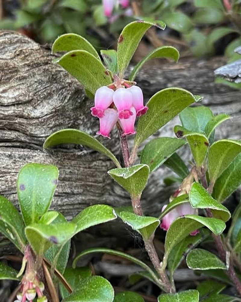 Bearberry Bearberry