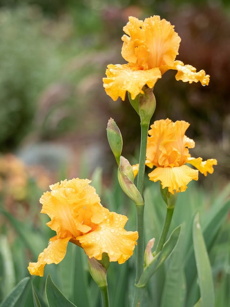 Bearded Iris Makes Filling Empty Beds Surprisingly Easy