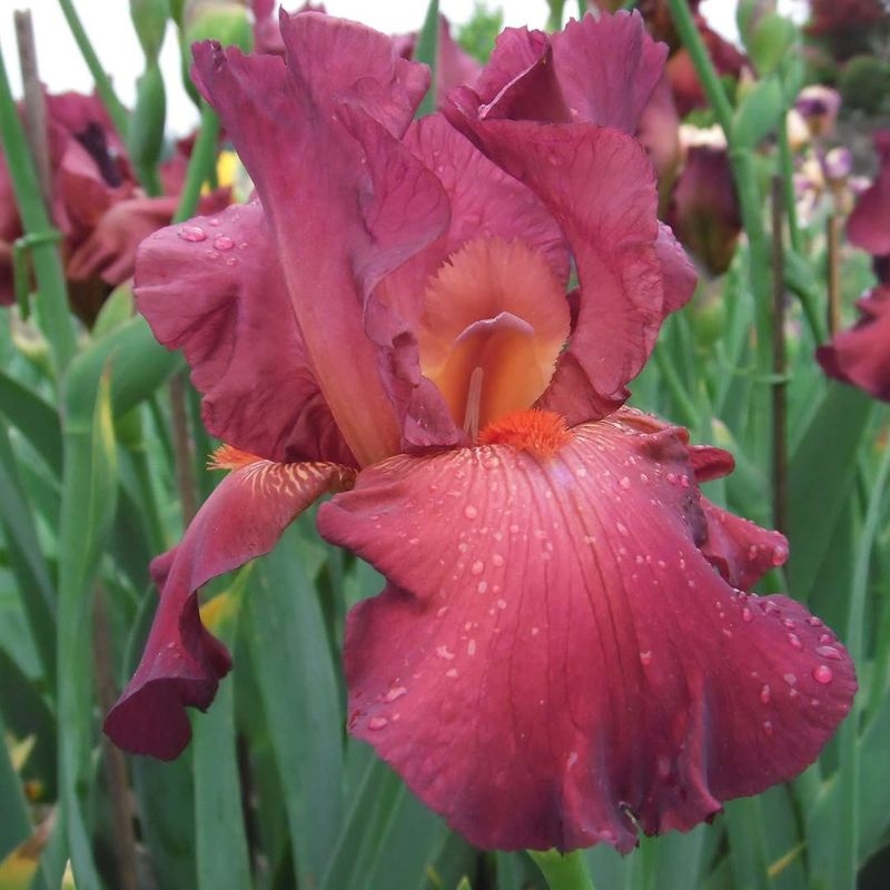 Bearded Irises