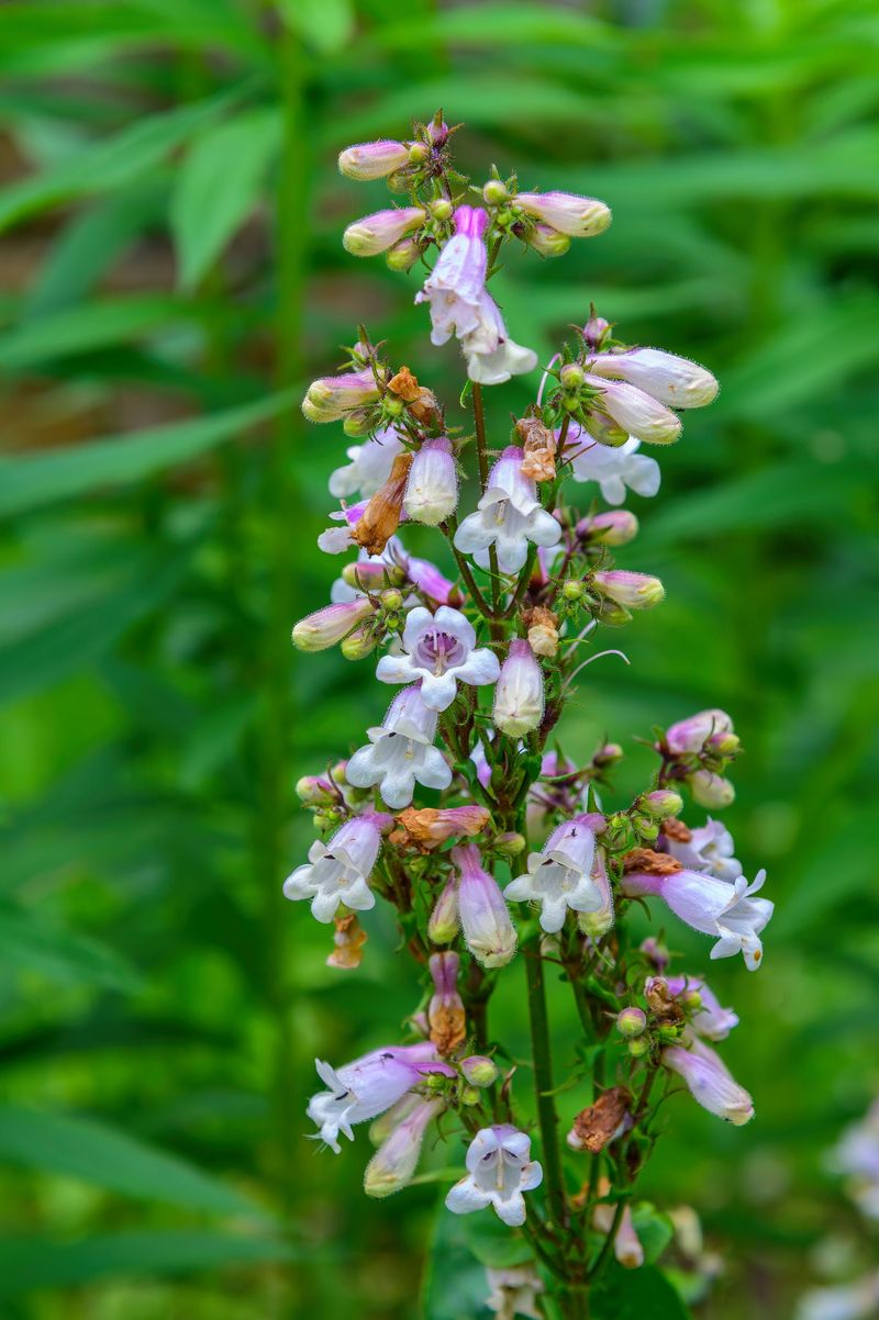 Beardtongue Looks Cleaner After Flowering