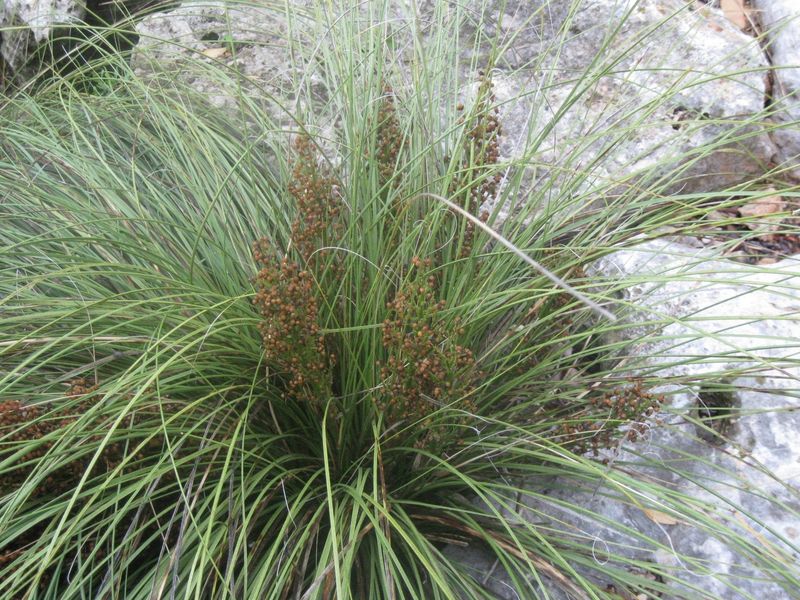 Beargrass Softens Rocky Landscapes Beargrass Softens Rocky Landscapes