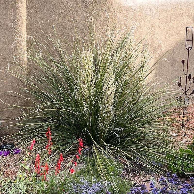 Beargrass Stays Green With Little Water