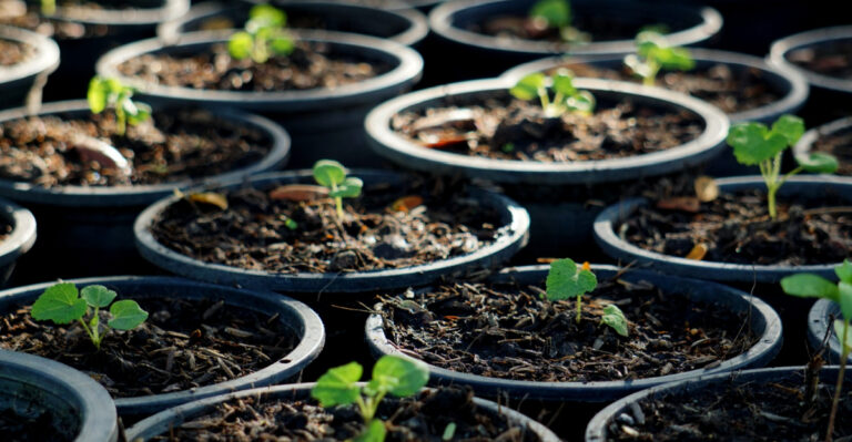 Beat Water Restrictions By Using These Container Garden Tricks In New Jersey