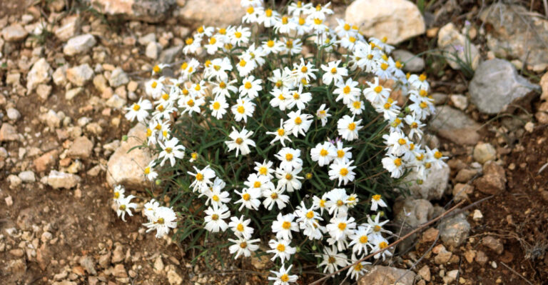 plant (featured image)