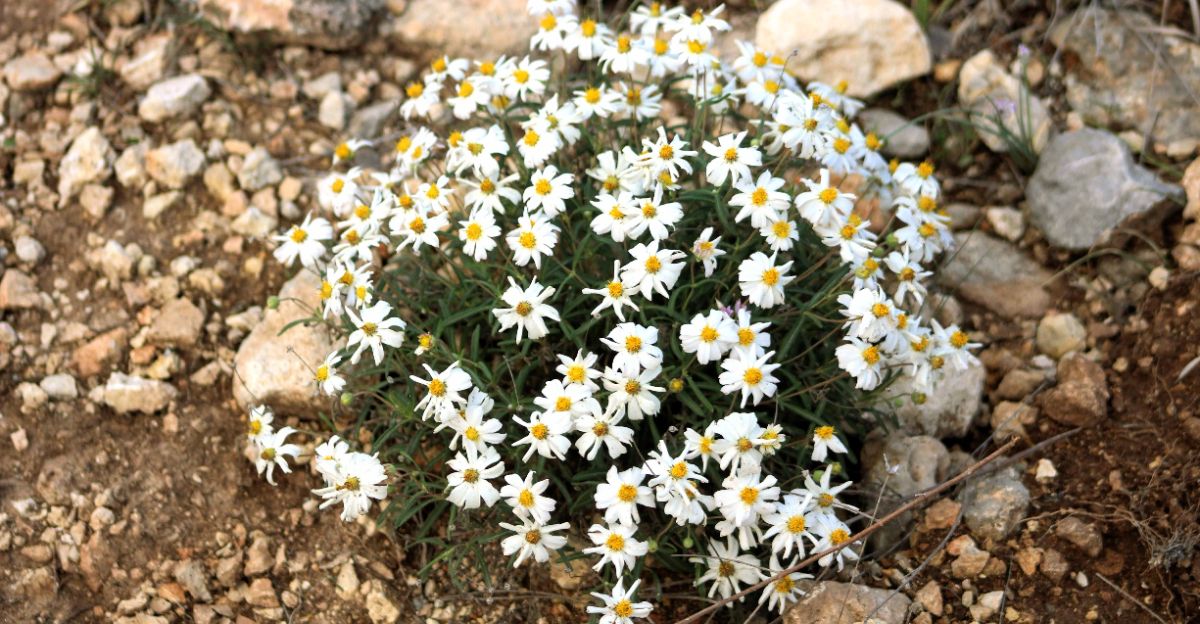 plant (featured image)