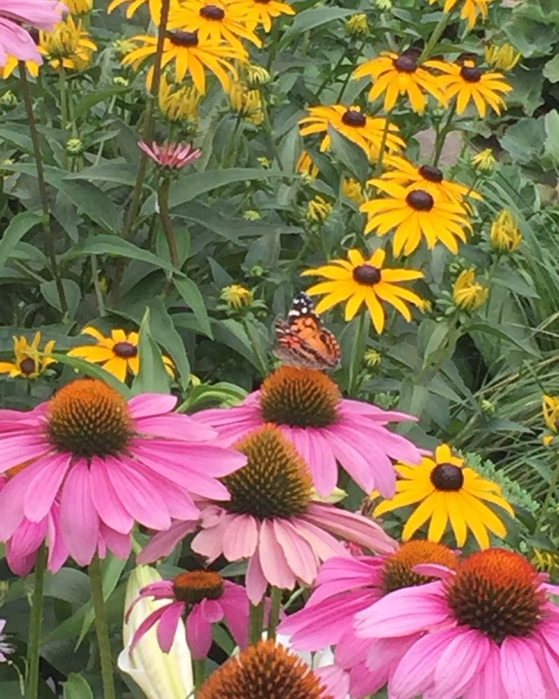 Beautiful Blooms That Make Weed Control Look Effortless Beautiful Blooms That Make Weed Control Look Effortless
