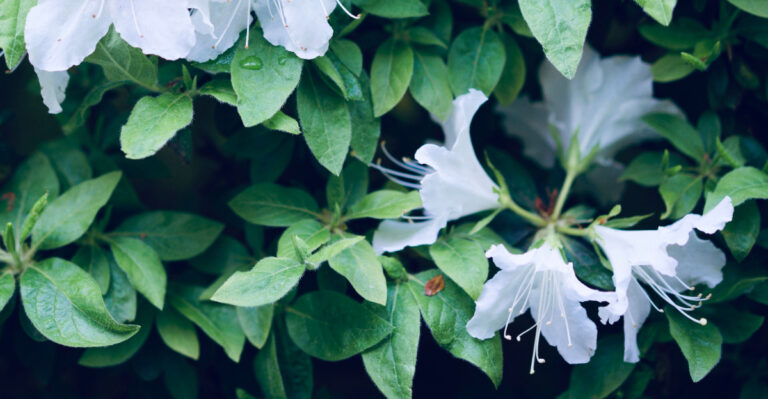 swamp azalea