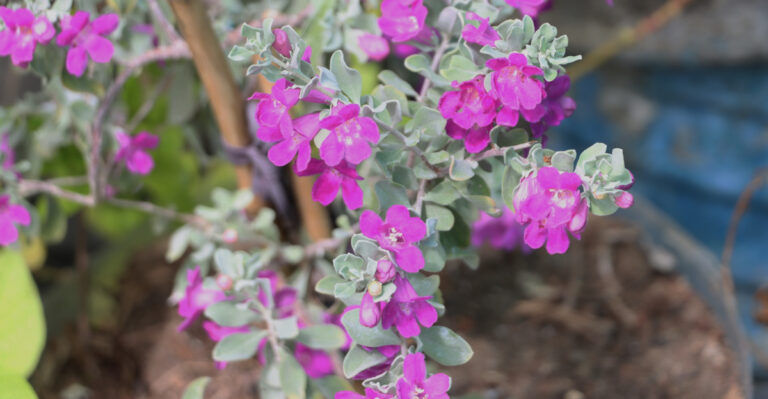 plant (featured image)