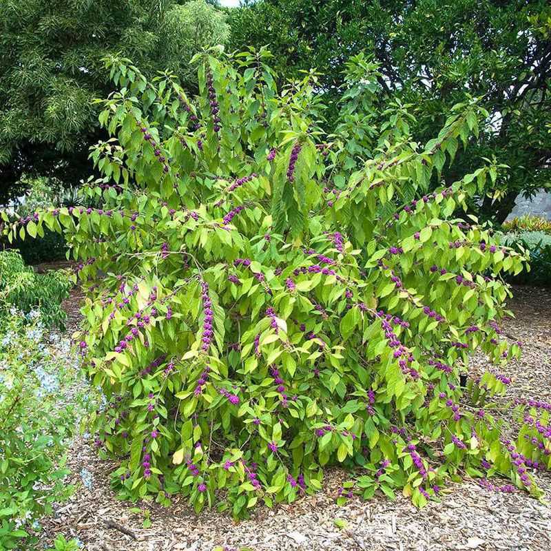 Beautyberry Adds A Lower Habitat Layer Without Feeding Rodents Beautyberry Adds A Lower Habitat Layer Without Feeding Rodents