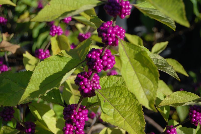 Beautyberry Brightens Woodland Edges After Summer Rain Beautyberry Brightens Woodland Edges After Summer Rain