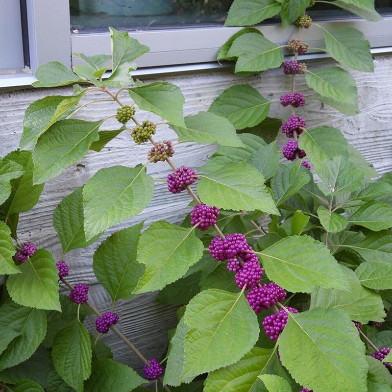 Beautyberry Brings Purple Fruit To Big Pots