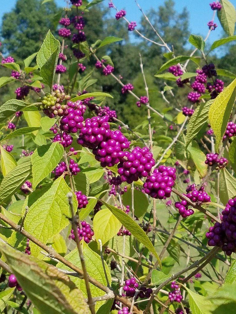 Beautyberry Brings The Strongest Native Repellent Case Beautyberry Brings The Strongest Native Repellent Case