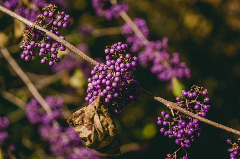 Beautyberry (Callicarpa Americana)