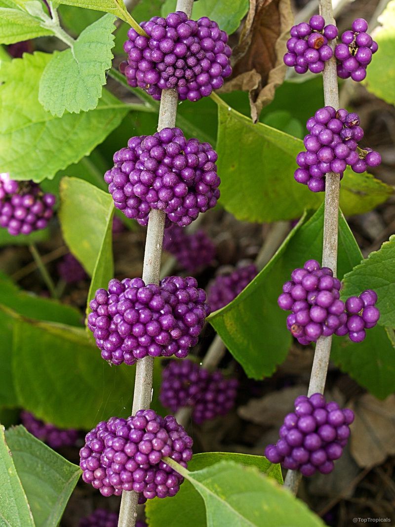 Beautyberry Creates Low Cover For Backyard Lizard Hunting