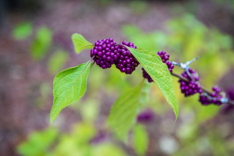 Beautyberry Earns Its Name Every Single Fall