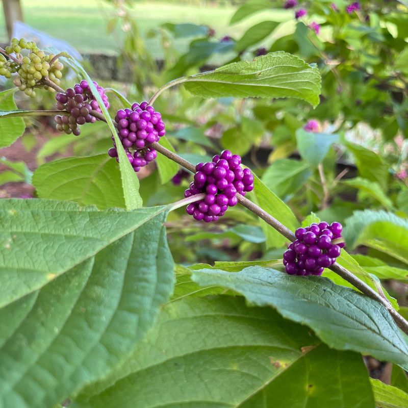 Beautyberry Feeds Birds Without Creating A Rat Solution Beautyberry Feeds Birds Without Creating A Rat Solution