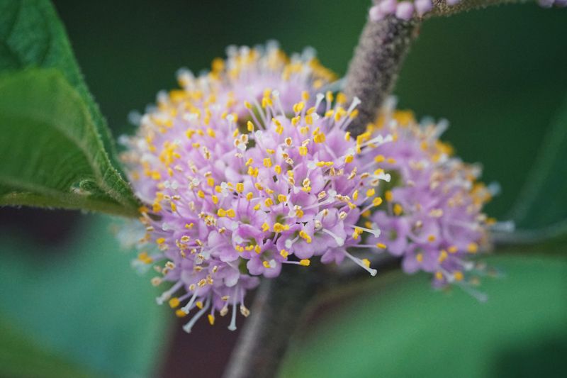 Beautyberry Flowers Quietly Before The Purple Fruit Show Beautyberry Flowers Quietly Before The Purple Fruit Show
