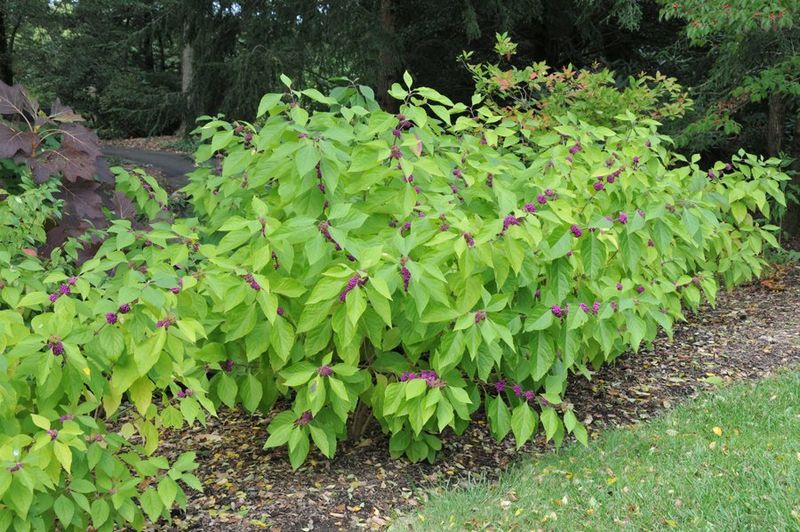 Beautyberry Turns Lifeless Lawn Space Into Bird Habitat Beautyberry Turns Lifeless Lawn Space Into Bird Habitat