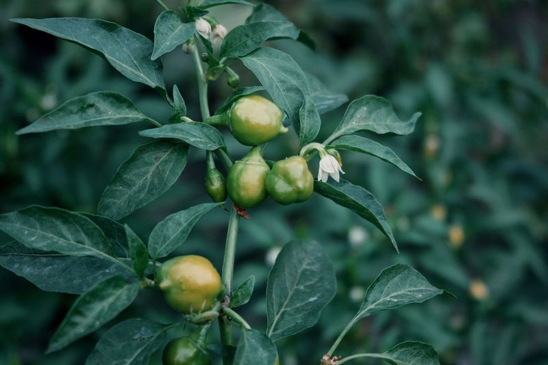 Bee Activity Drops During Peak Heat Leaving Pepper Flowers Unpollinated Bee Activity Drops During Peak Heat Leaving Pepper Flowers Unpollinated