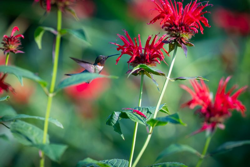 Bee Balm