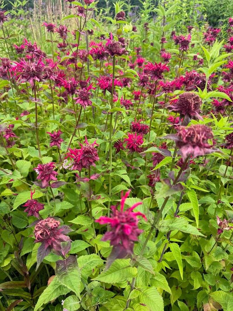Bee Balm Bee Balm
